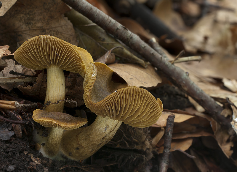 Cortinarius olivaceofuscus